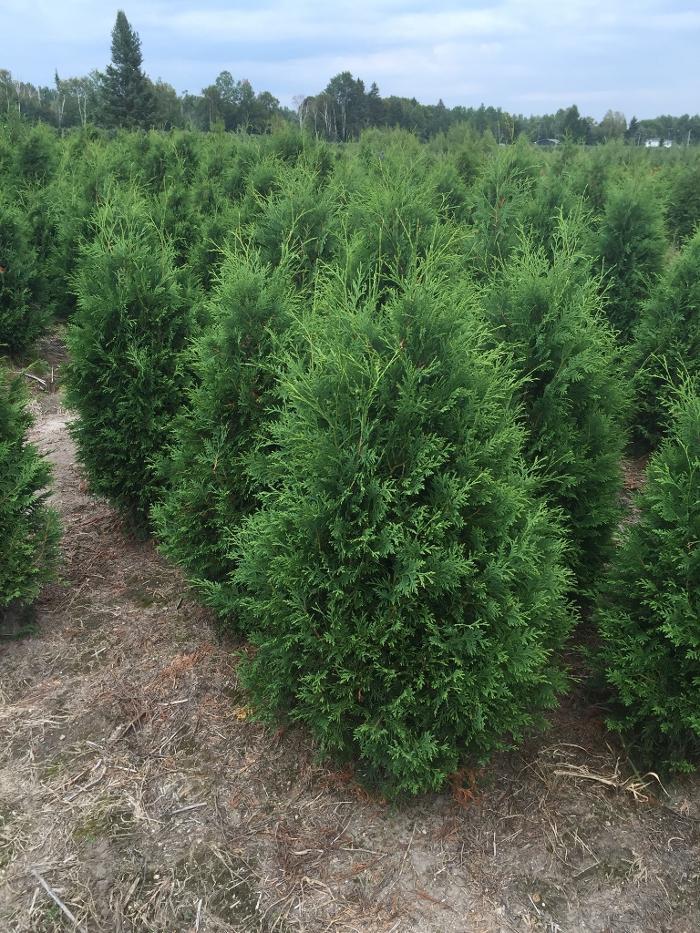 Cédrière Gaudreault Vanier inc