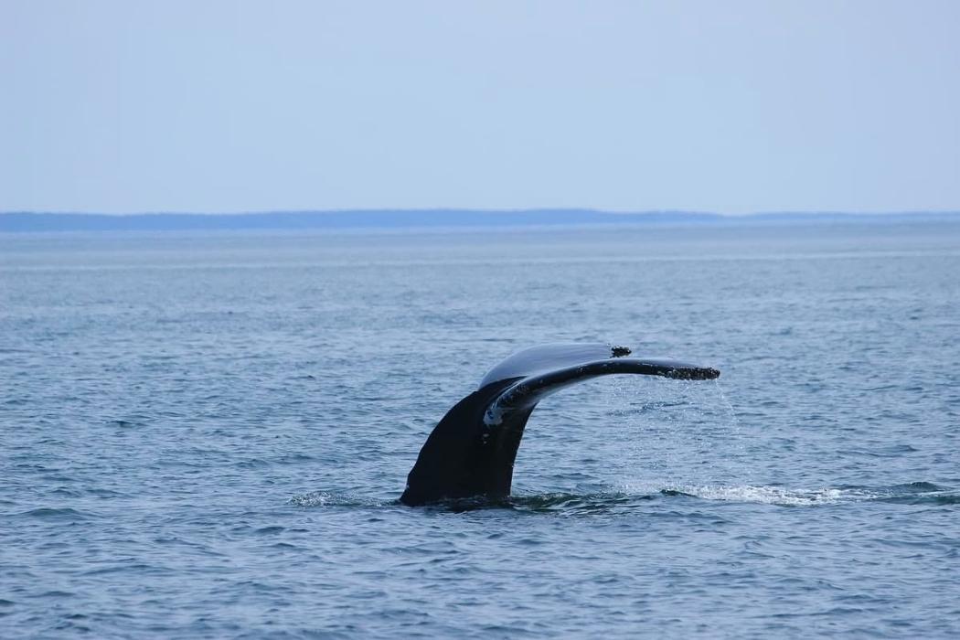 Full Tide Ocean Safaris