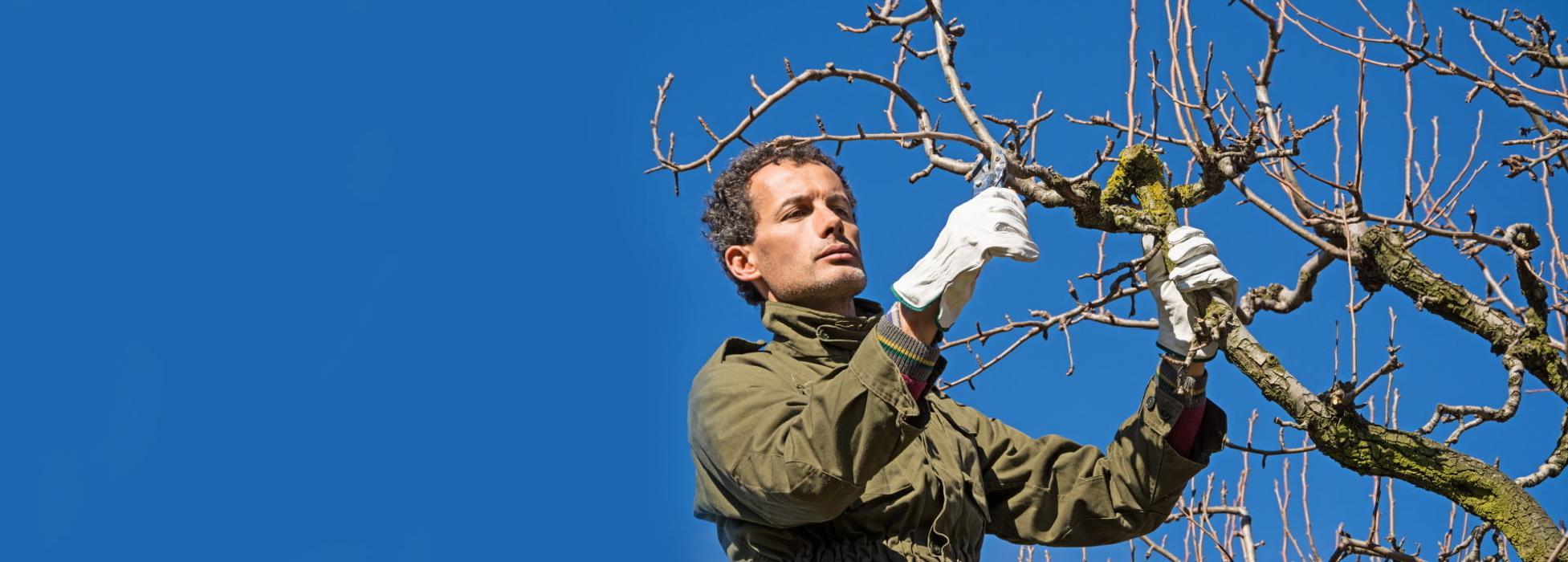 Superior Tree Solutions