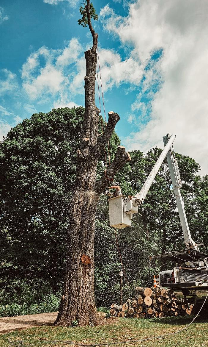 Service d'arbres Woodland