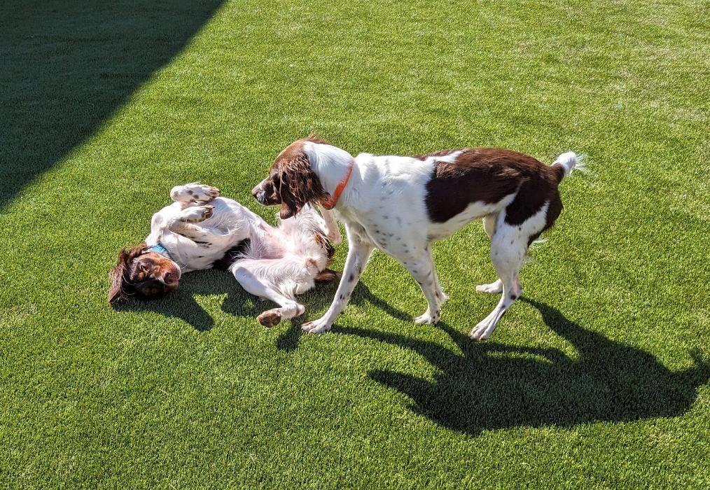 ForeverLawn RockyTop