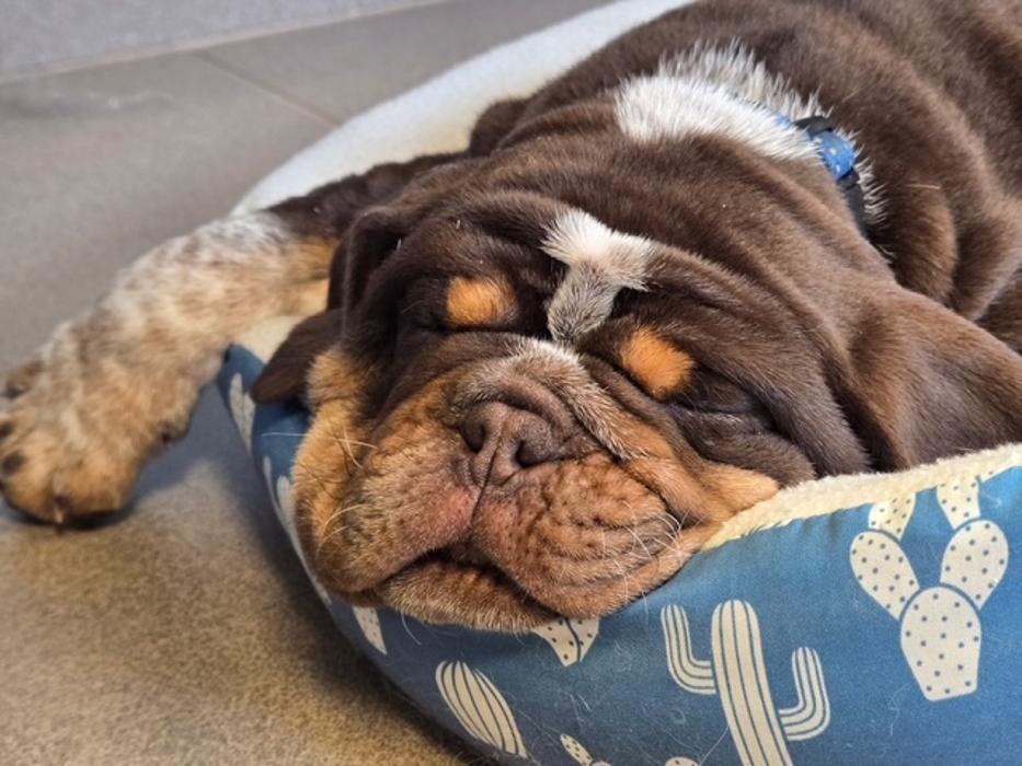 Patton Veterinary Hospital