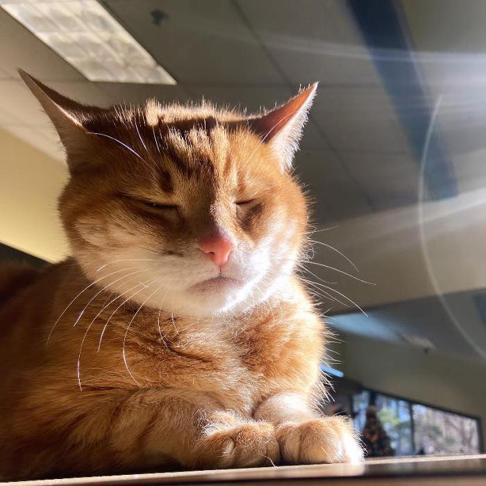 Shiloh Veterinary Hospital