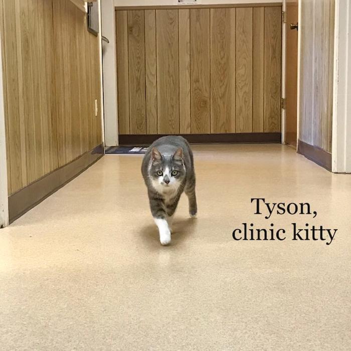 Flint Veterinary Clinic