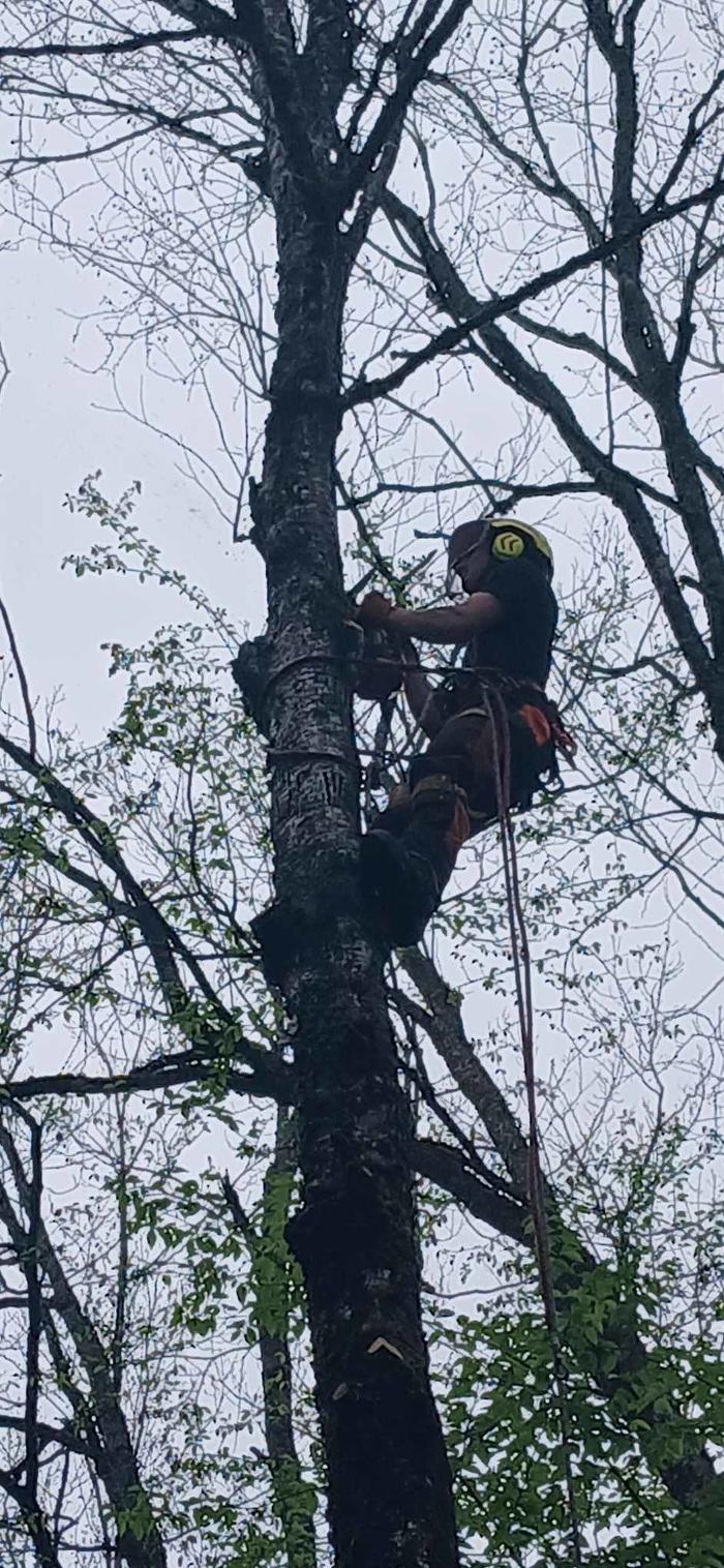 Arboriculture Lavallée
