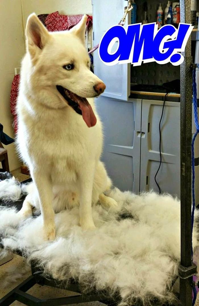 Waverly Veterinary Clinic PC