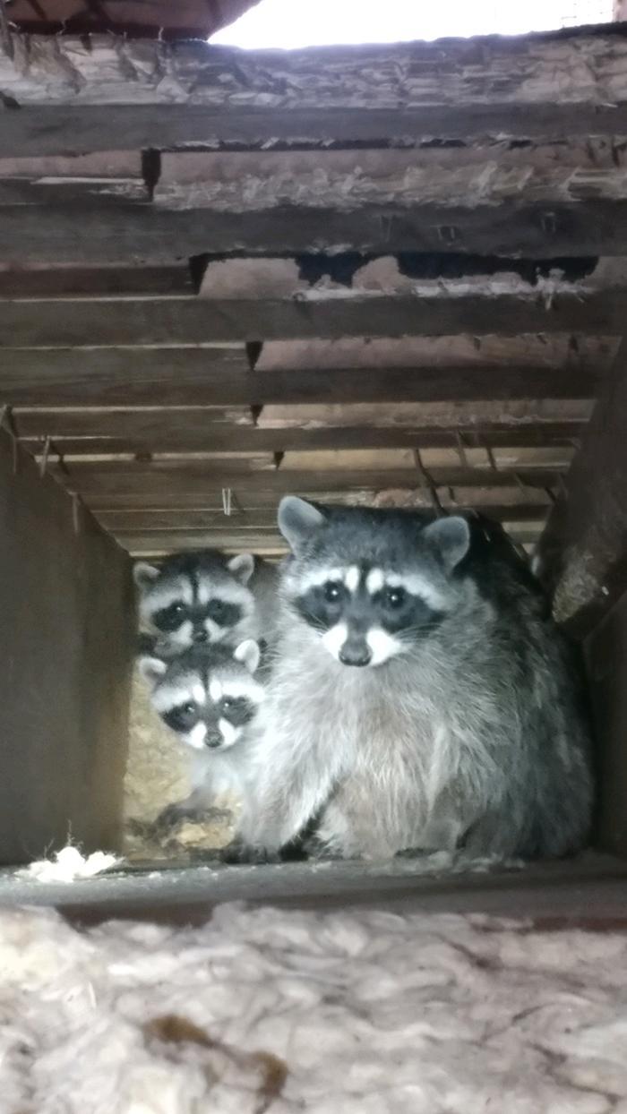 Critter Control of Greater Lansing