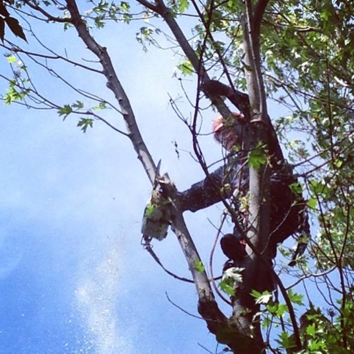 Émondage Insta-Coupe Inc Service d'Arbres