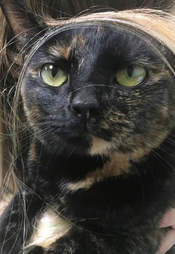 Desoto County Animal Clinic