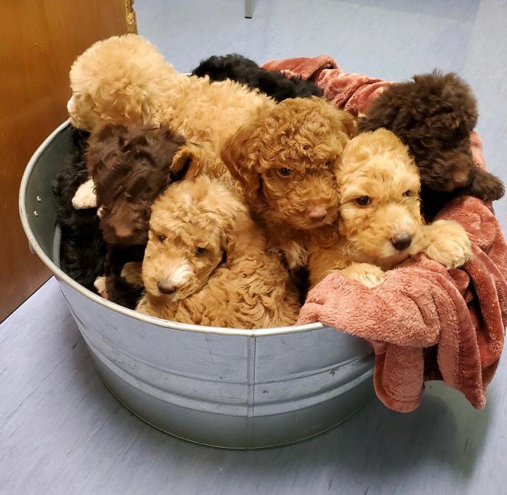 Care-Pets Animal Hospital & Wellness Center