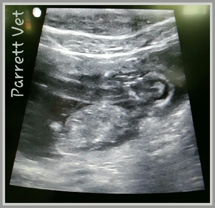 Parrett Veterinary Clinic