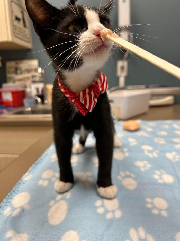 A Pet's Place Animal Hospital