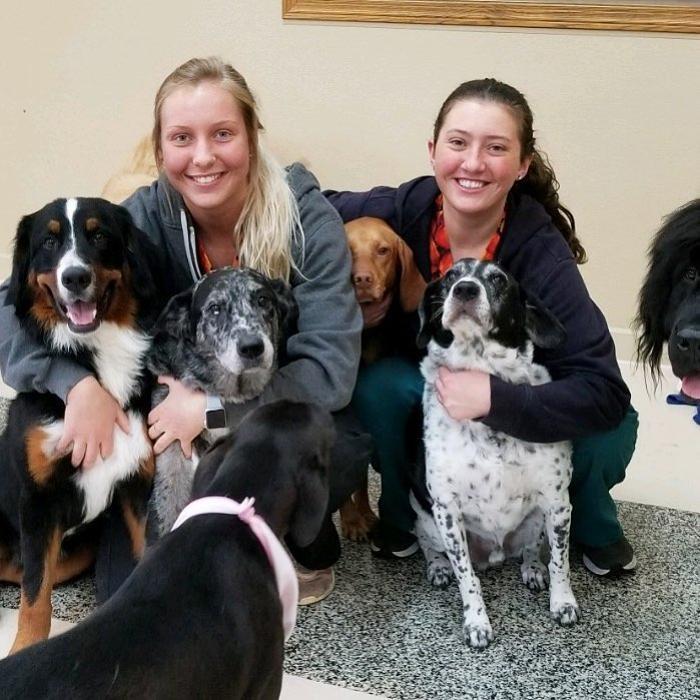 All Creatures Veterinary Clinic & Lodge