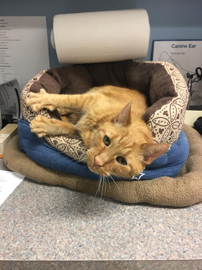 All Paws Veterinary Clinic