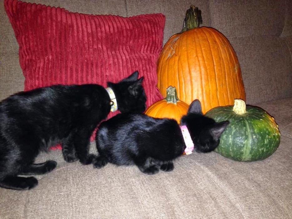 Animal Clinics Of The Woodlands - Cochran's Crossing