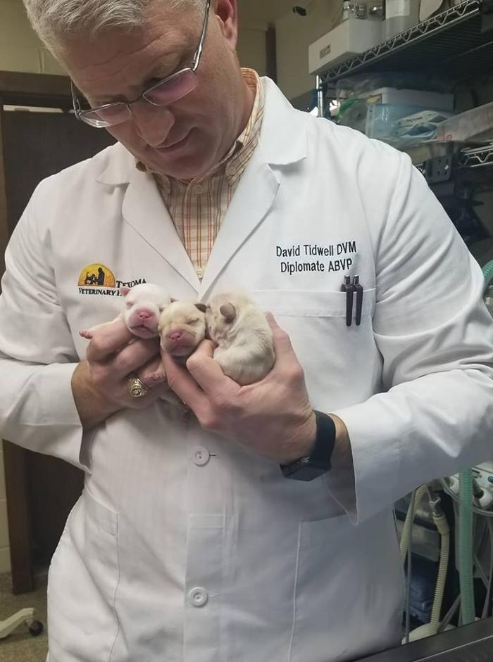 Texoma Veterinary Hospital