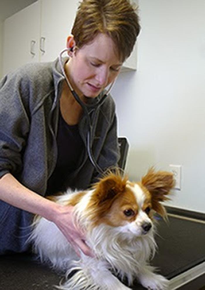 The Village Veterinarian