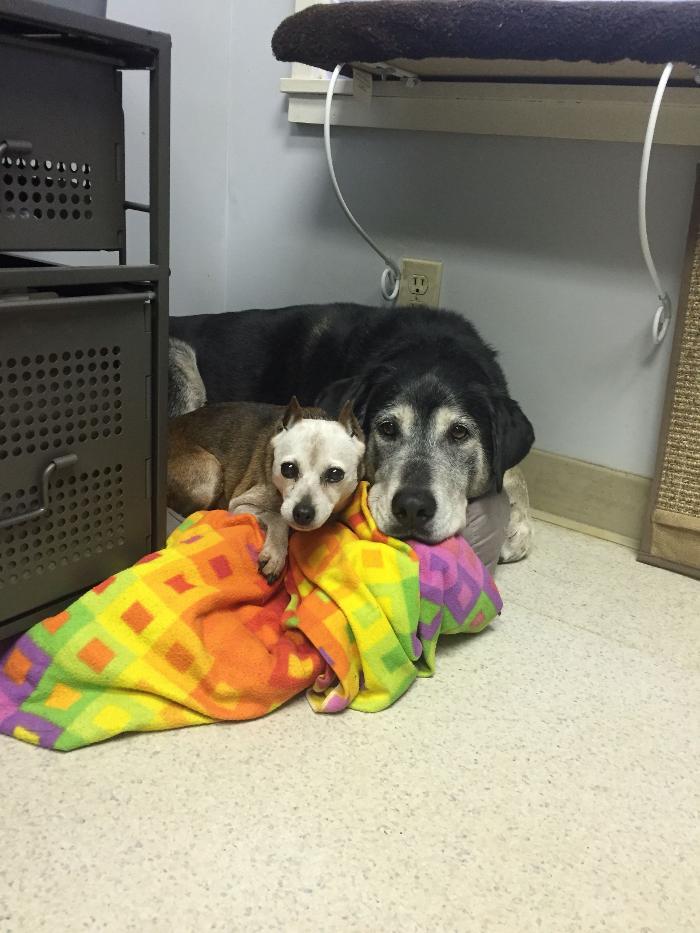 Delta Animal Hospital