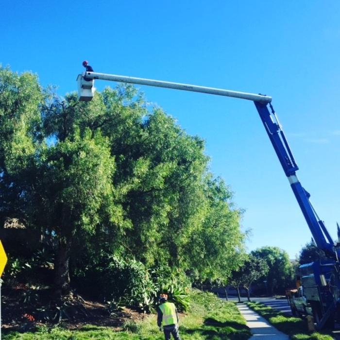 Atlas Tree Service - SavATree