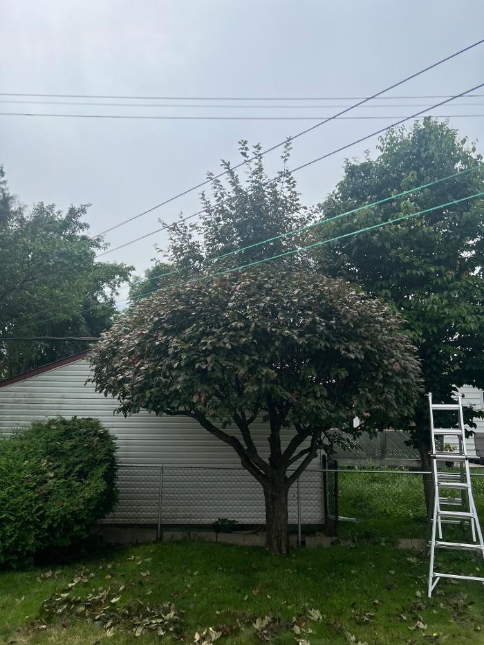 Juneau Tree Services