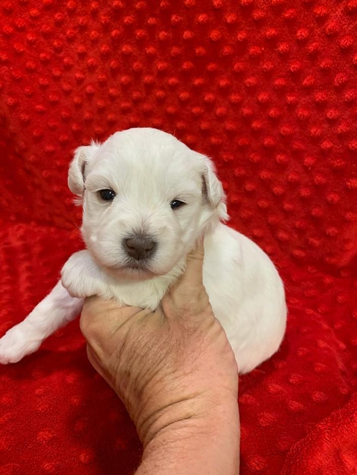 Heart 2 Heart Schnauzers