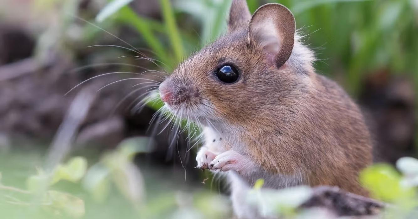 Maranda Gestion Parasitaire