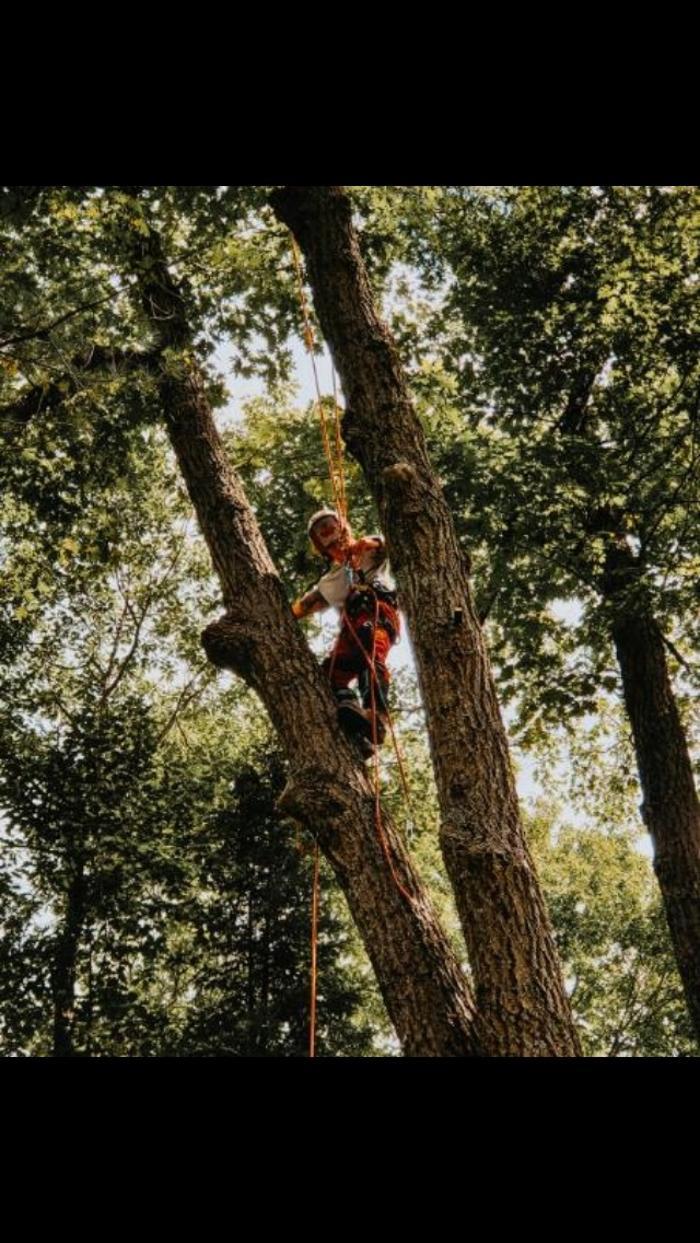 Andovic Tree Services