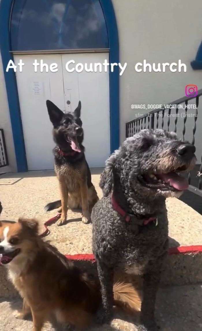 Wag's Doggie Vacation Hotel And Resort