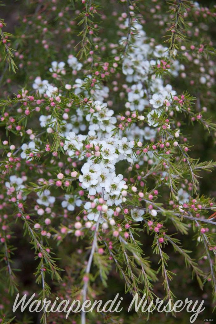 Wariapendi Native Nursery