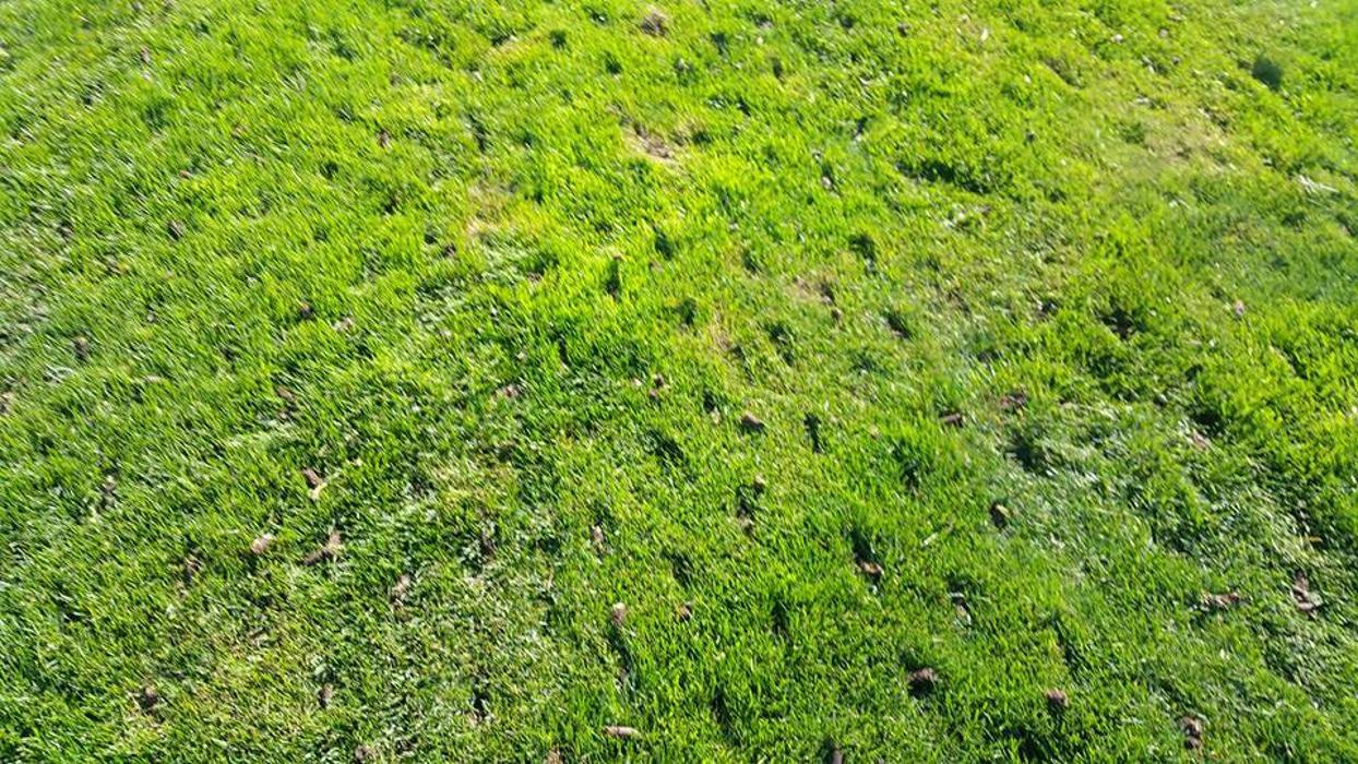 Turfmen & ExperiGreen