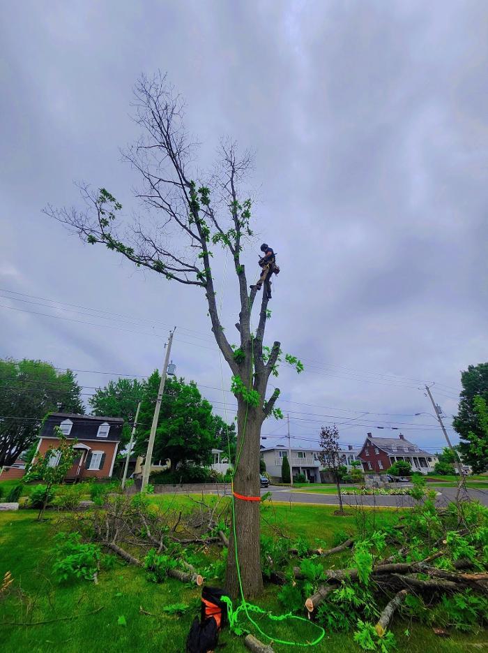 Entreprise Forestiere et Paysagere A.T.