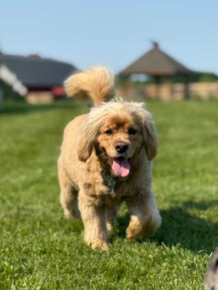 Northside Dog Retreat