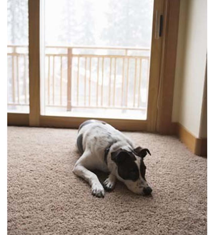 Phoenix Carpet and Upholstery Cleaning