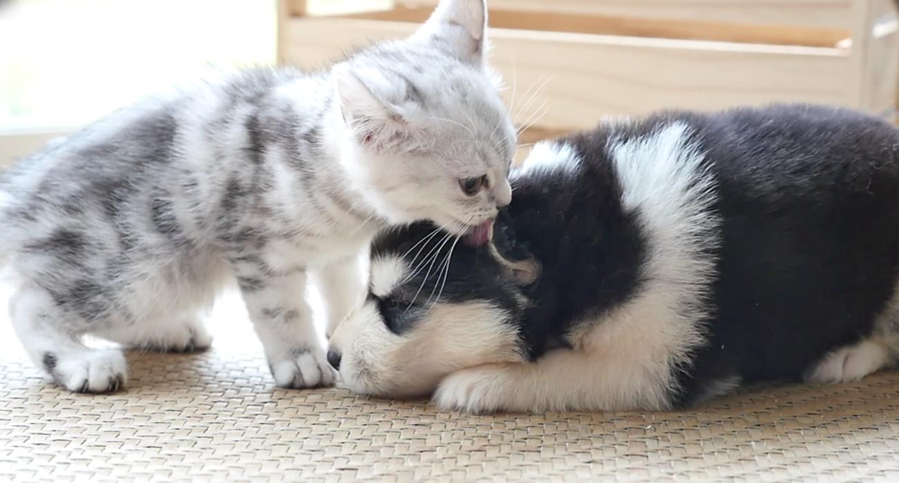 Alpen Veterinary Hospital