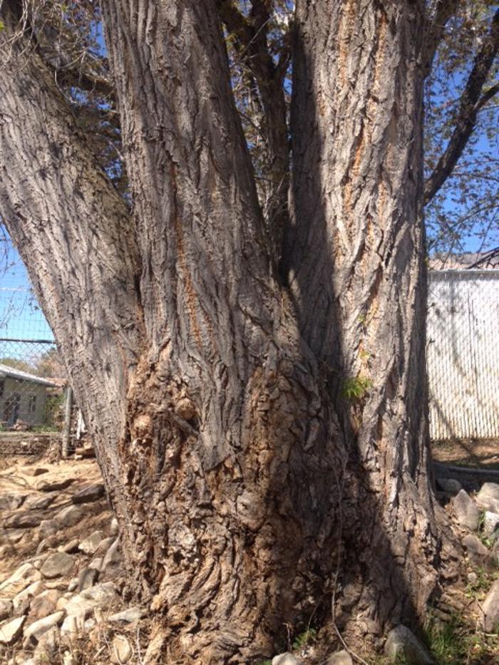 Little C Tree Service