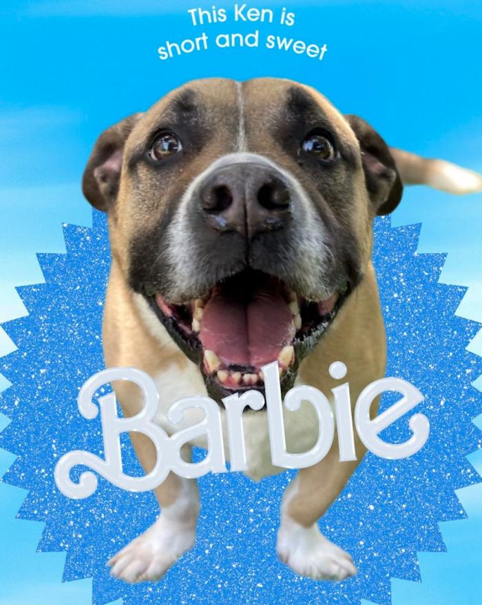 Humane Society Of Greater Miami North