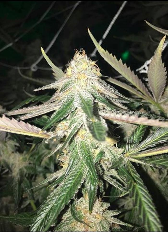 Traditional DTLA - Cannabis Dispensary