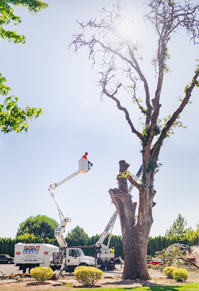 Mountain View Tree Service.
