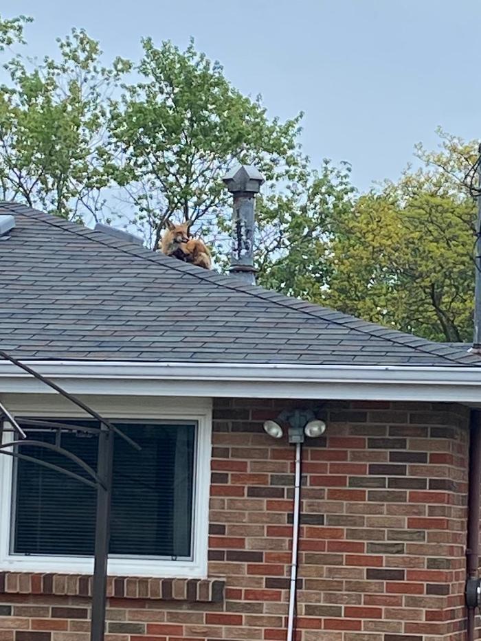 Critter Control of Valparaiso