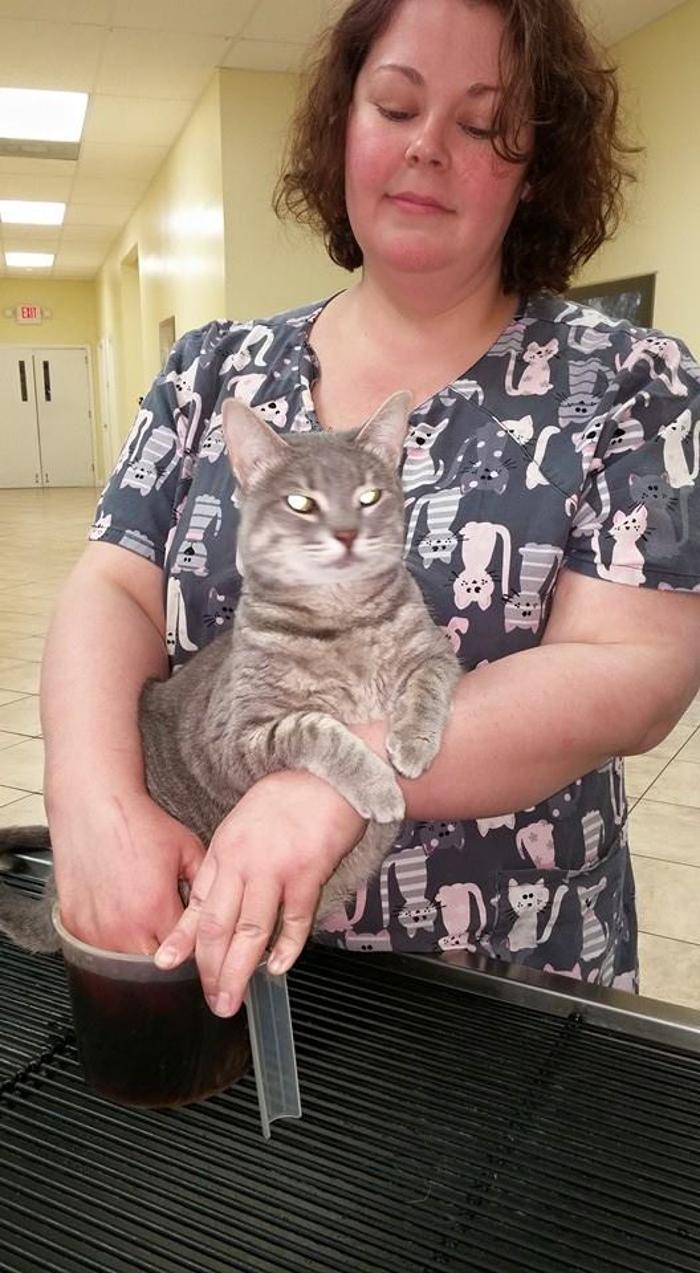 Mount Carmel Pet Hospital