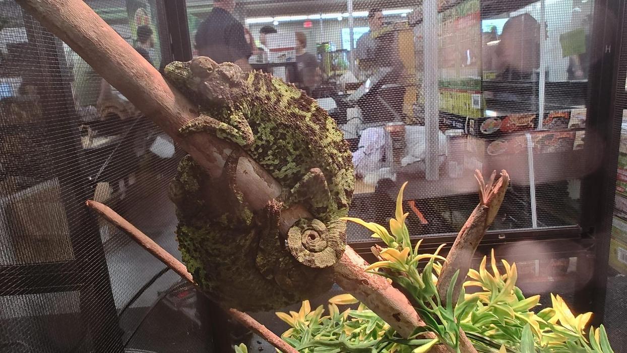 Tree of Life Exotic Pet Medical Center