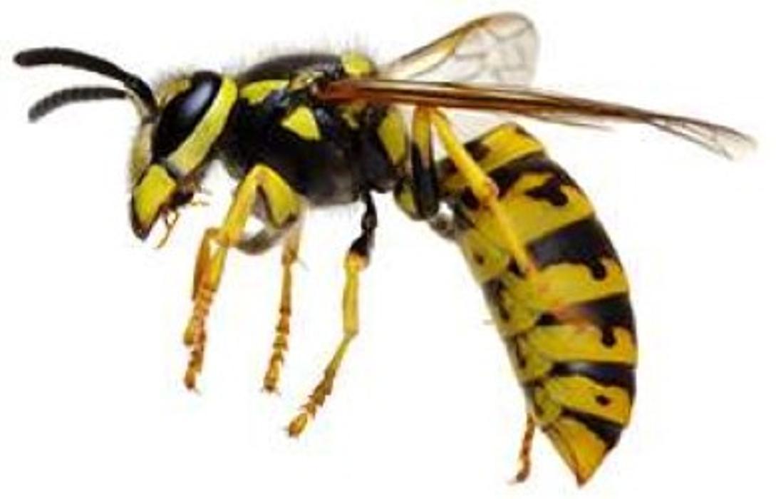 Lloyd Pest & Termite Control