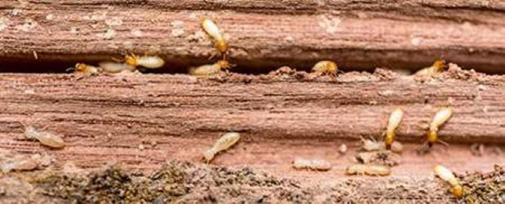 Lloyd Pest & Termite Control