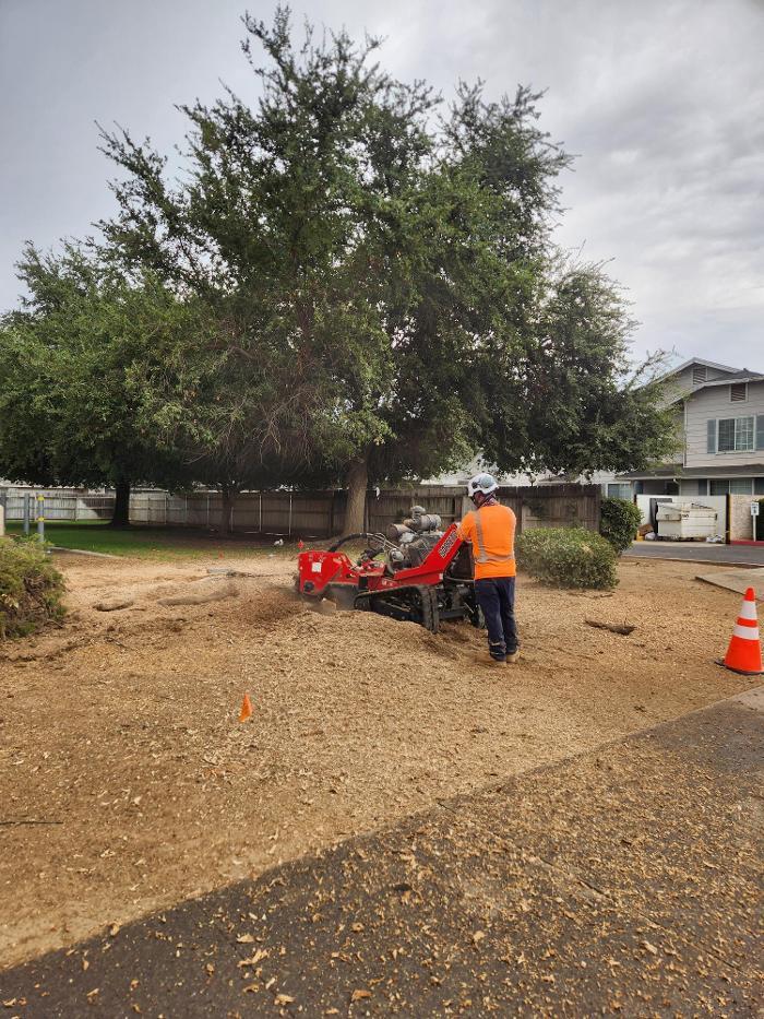 Gonzalez Pro Tree Service