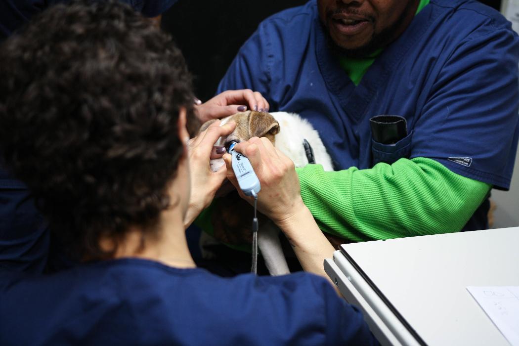 Levittown Animal Hospital