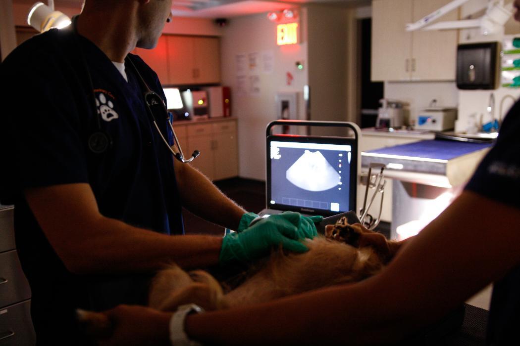 Pure Paws Veterinary Care of Hell's Kitchen