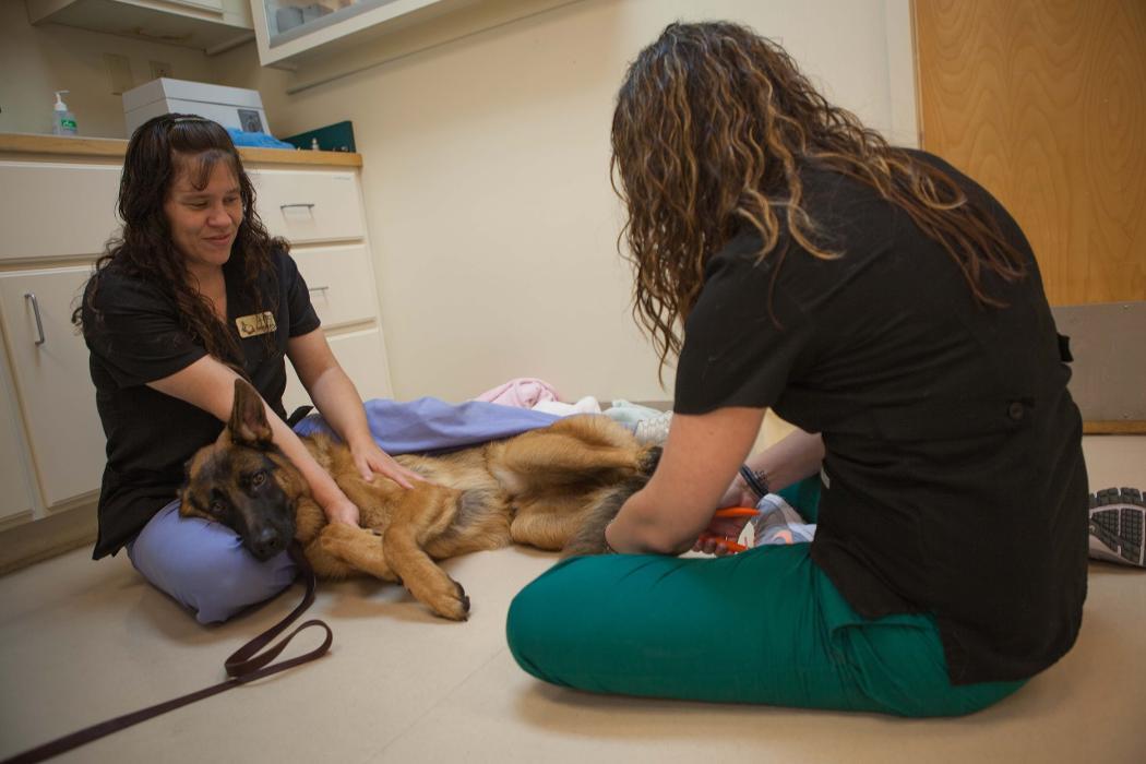 Sangaree Animal Hospital