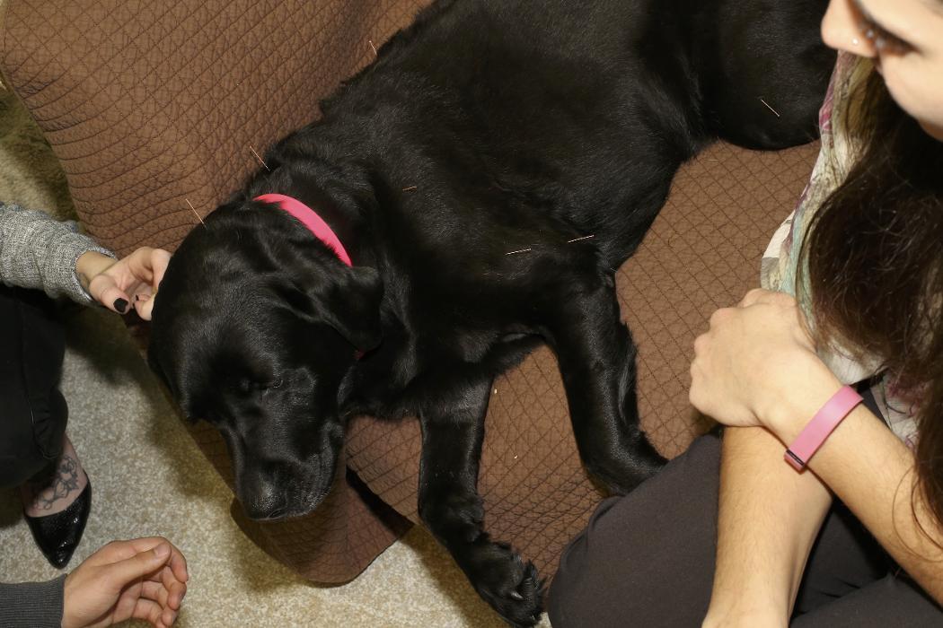 Skippack Animal Hospital