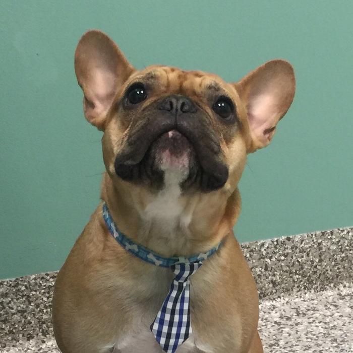 The Pet Wellness Group: Hebron