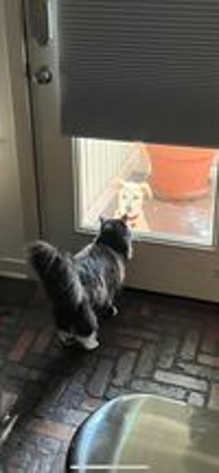 Parkwood Animal Hospital & Boarding